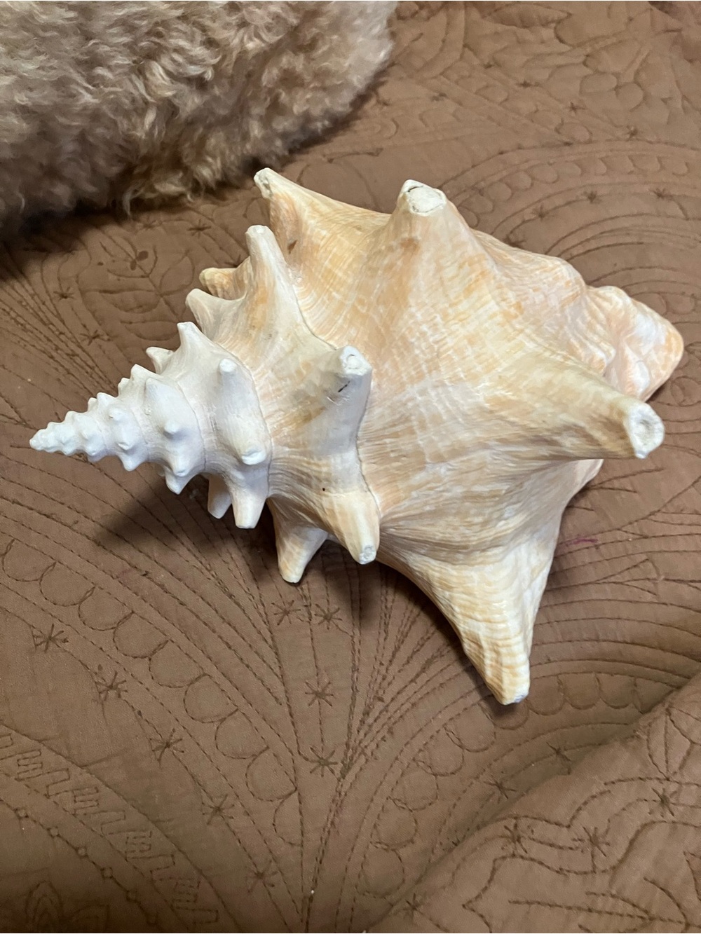 Large Queen Conch Shell - Picture 2 of 8